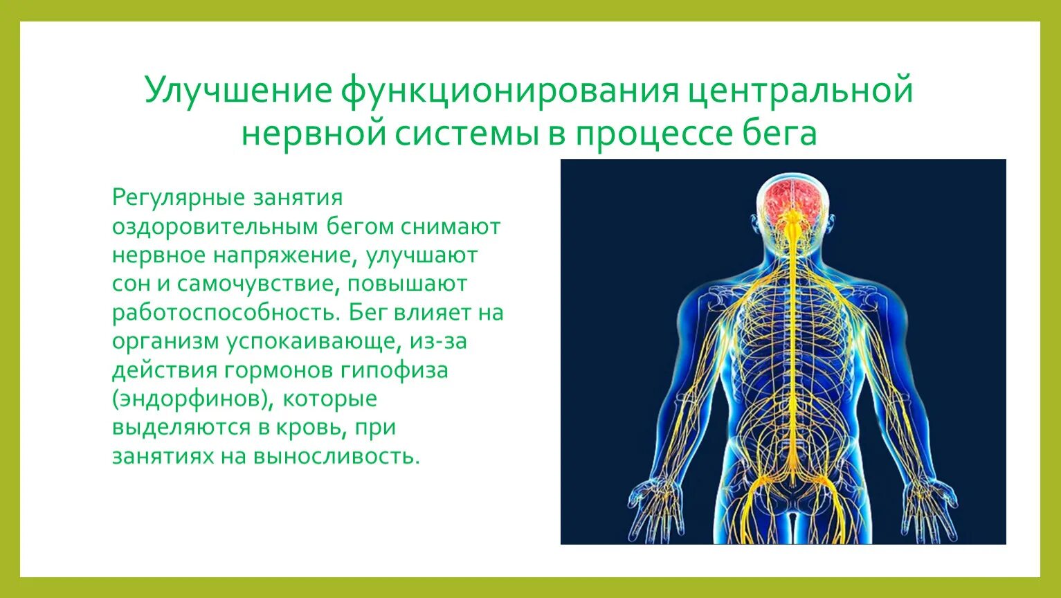 Что является центром нервной системы. Строение нервной системы человека. Функционирование центральной нервной системы. Основные функции центральной нервной системы человека. Особенности функционирования нервной системы.