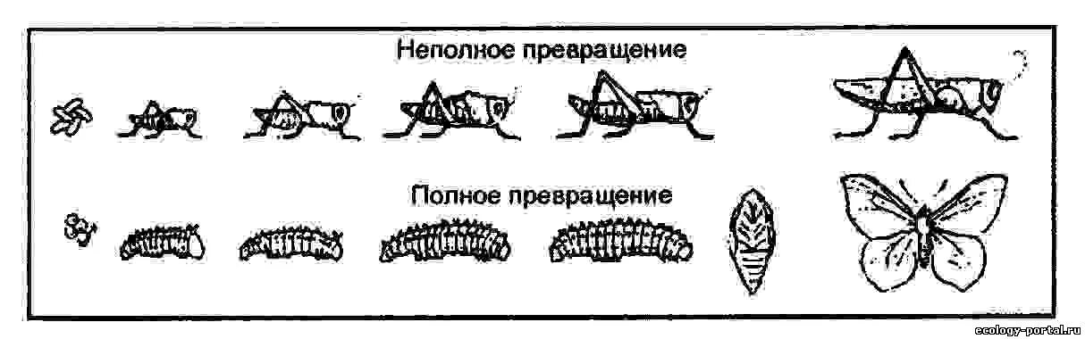 Схема полного и неполного превращения насекомых. Схема развития насекомых с неполным превращением. Развитие с неполным метаморфозом у насекомых. Цикл развития насекомых с неполным превращением.