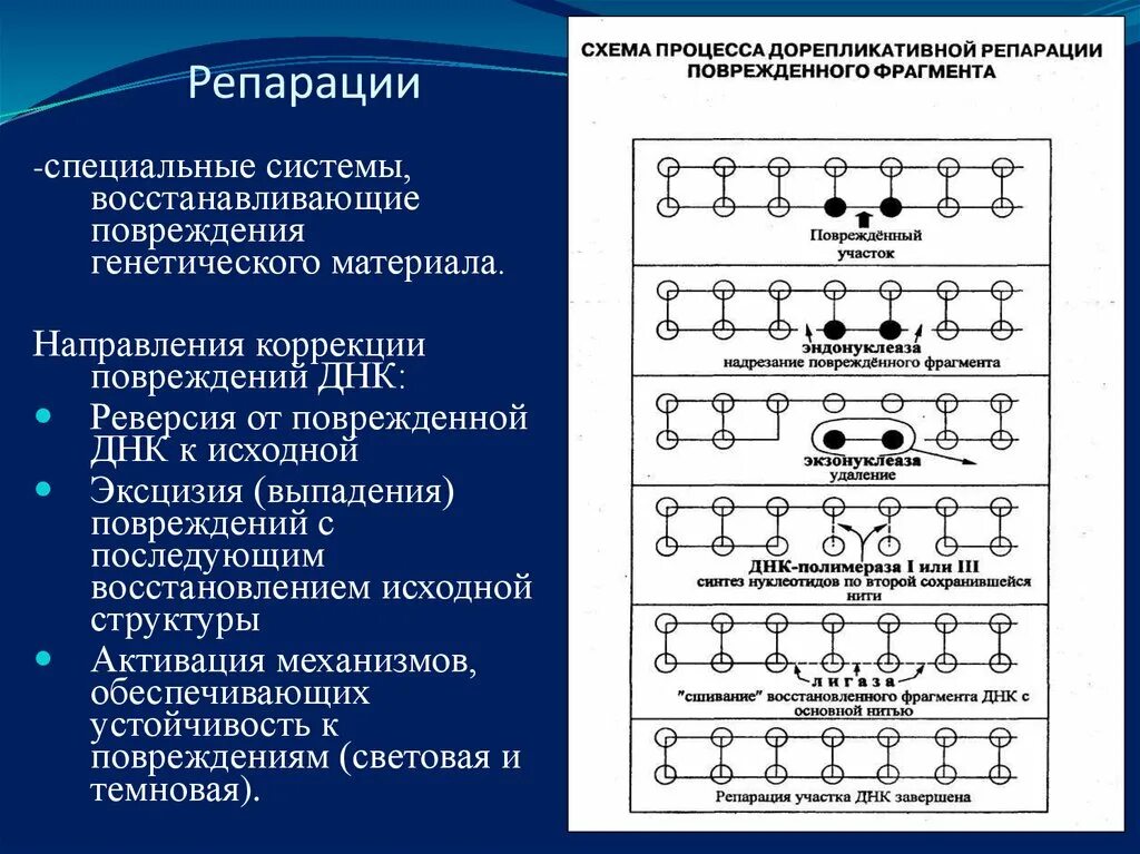 Схема световой репарации днк. Пострепликативная репарация схема. Дорепликативная репарация. Дорепликативная репарация. Темновая репарация это эксцизионная.