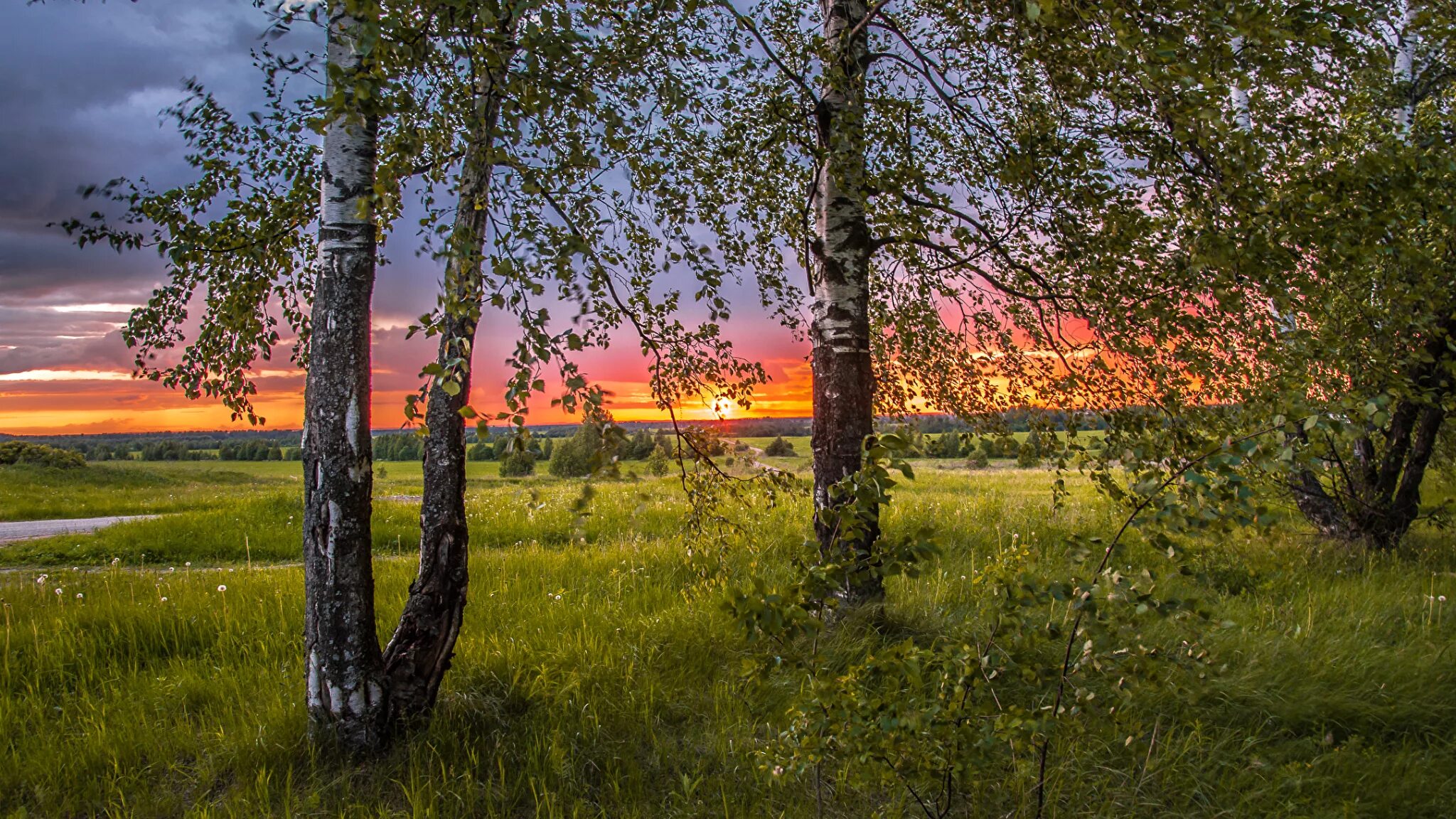 Родные просторы Пушгоры панорама. Русская природа. Красота русской природы. Пейзажи России.