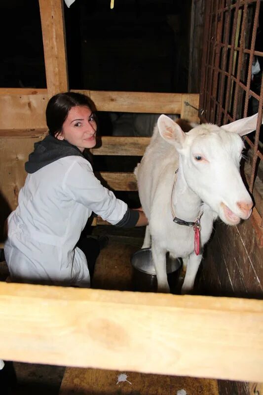 Ферма капри. Таруса альпаки ферма. Ферма капри таруса. Ферма капри таруса. Ферма капри.