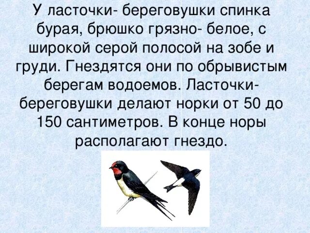 Текст про ласточку. Описание ласточки. Факты о Ласточках для детей. Краткая информация о Ласточке. Доклад про ласточку.