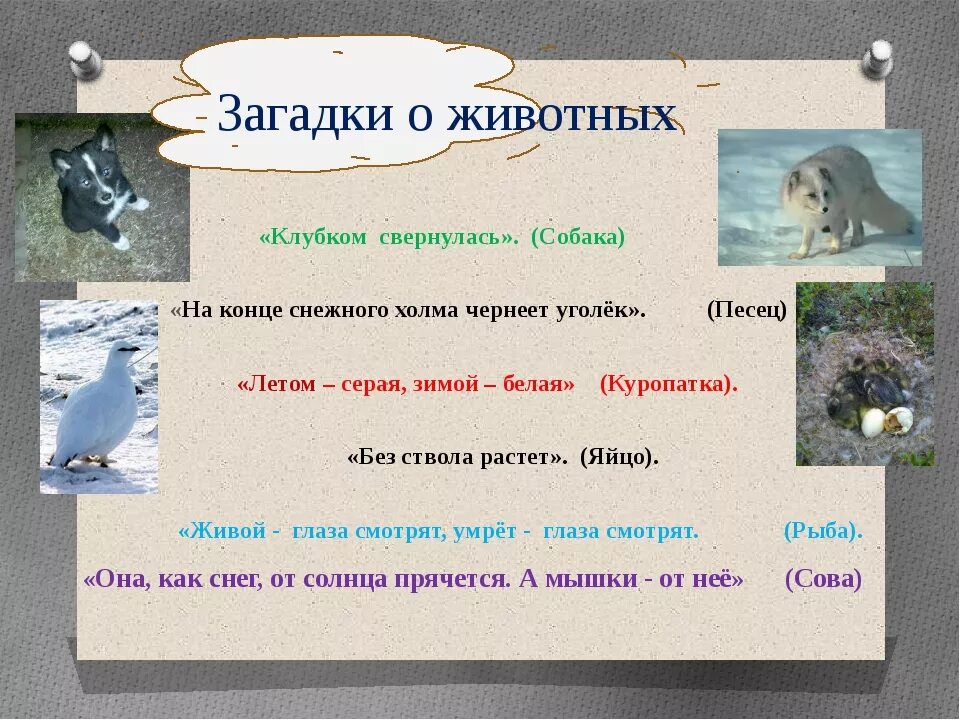 1 загадка про животных. Загадки о животных. Загадки про зверей. Придумать загадки про животных. Загадки и поговорки про животных.