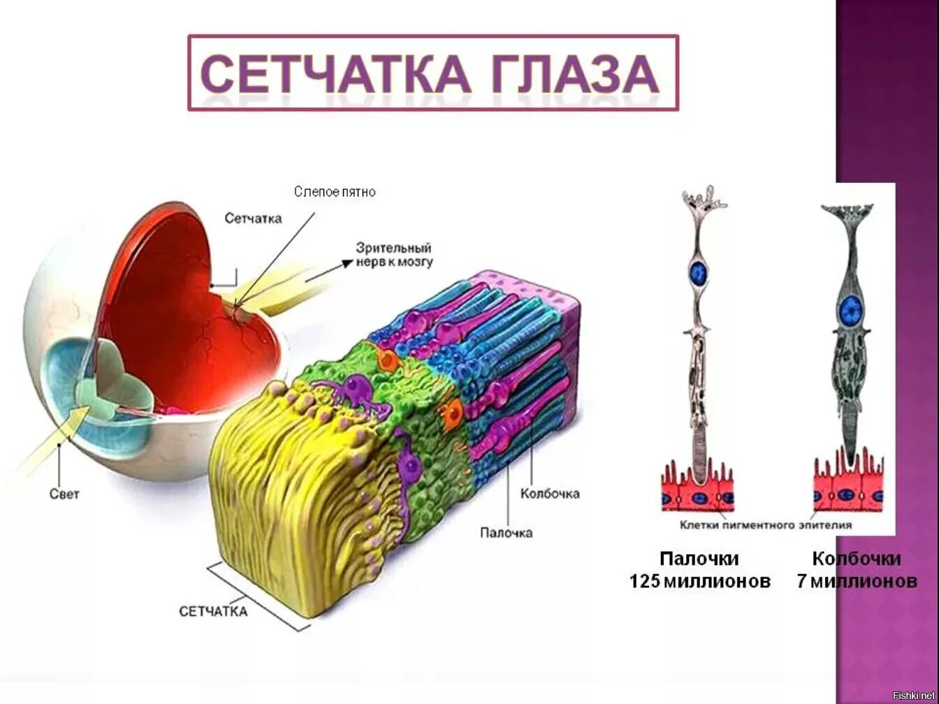 Сетчатка содержит зрительные рецепторы