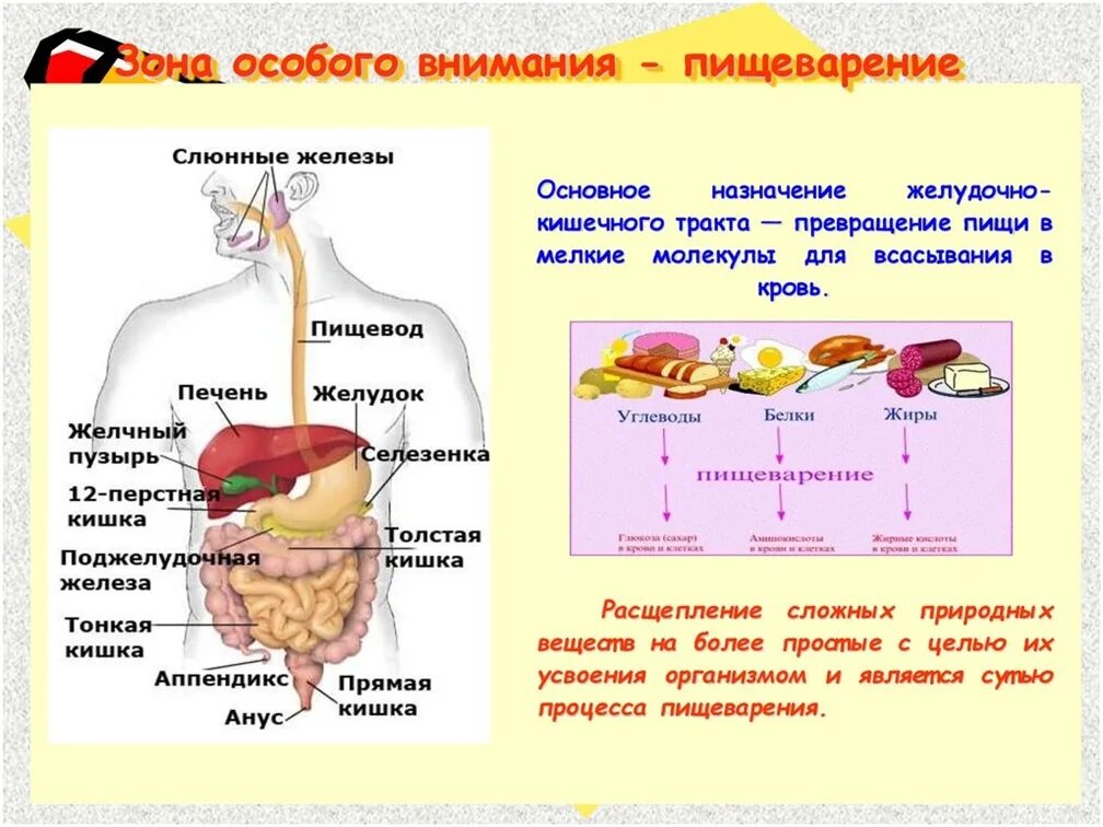 Гигиена органов пищеварения 8 класс биология. Система органов пищеварения 8 класс биология. Биология 8 класс тема пищеварение. Пищеварительная система ЕГЭ биология памятка.