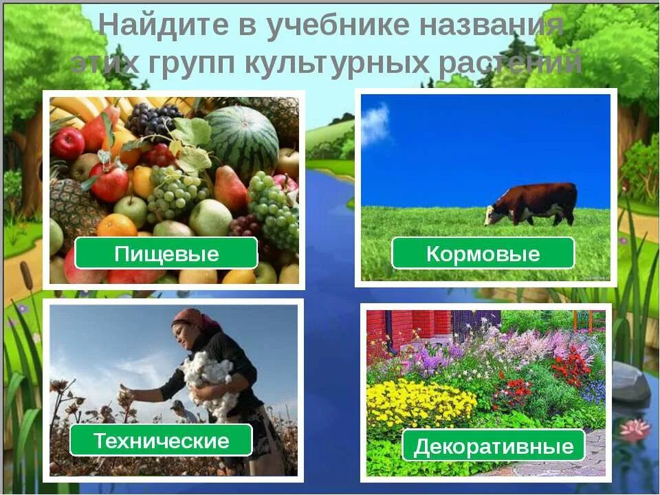 Выберите значение растений в природе. Пищевые культурные растения. Культурные растения природа. Пищевые культурные растения декоративные. Культурные растения в жизни человека.