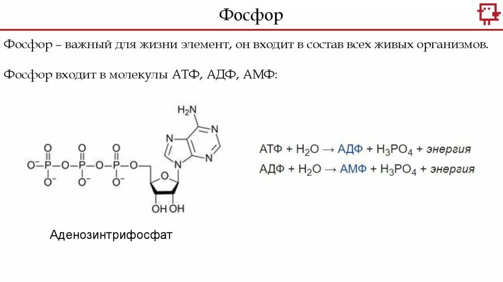 Атф фосфор. Фосфор в АТФ. Схема строения АТФ.