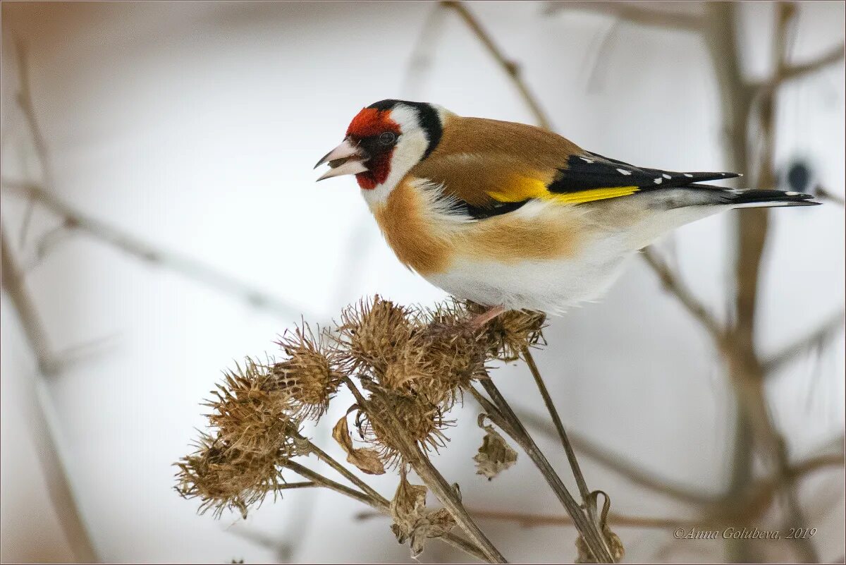 Щегол это. Щегол черноголовый carduelis carduelis. обыкновенный щегол carduelis carduelis. шестиперый щегол. европейский щегол птица.
