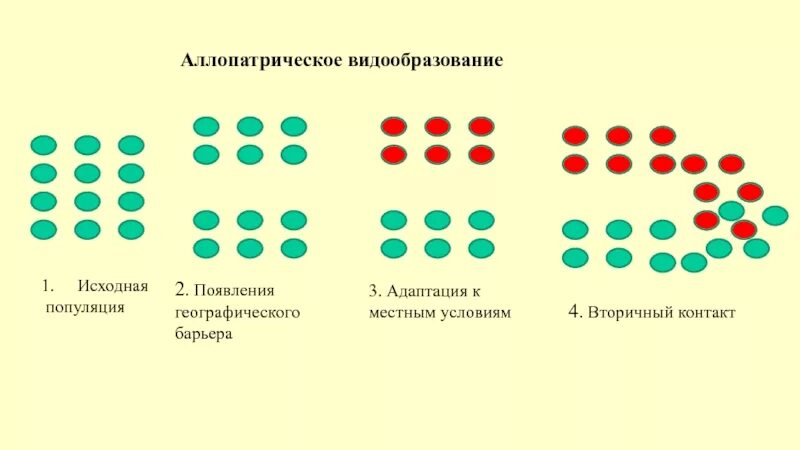 Аллопатрическая изоляция. Примеры аллопатрического видообразования схема. Схема аллопатрического и симпатрического видообразования. Схема типы видообразования в природе по биологии 9. Филетическое видообразование схема.