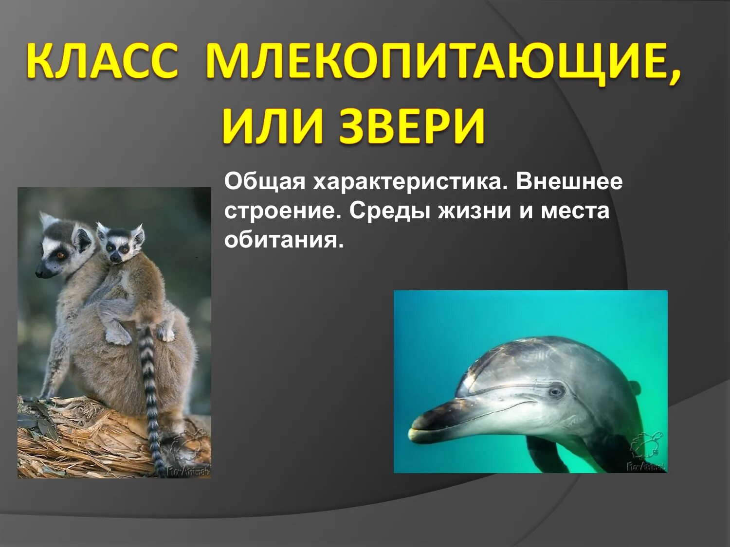 Поведение млекопитающих 8 класс презентация. Класс млекопитающие. Млекопитающие звери. Характеристика млекопитающих животных. Характеристика класса млекопитающие или звери.
