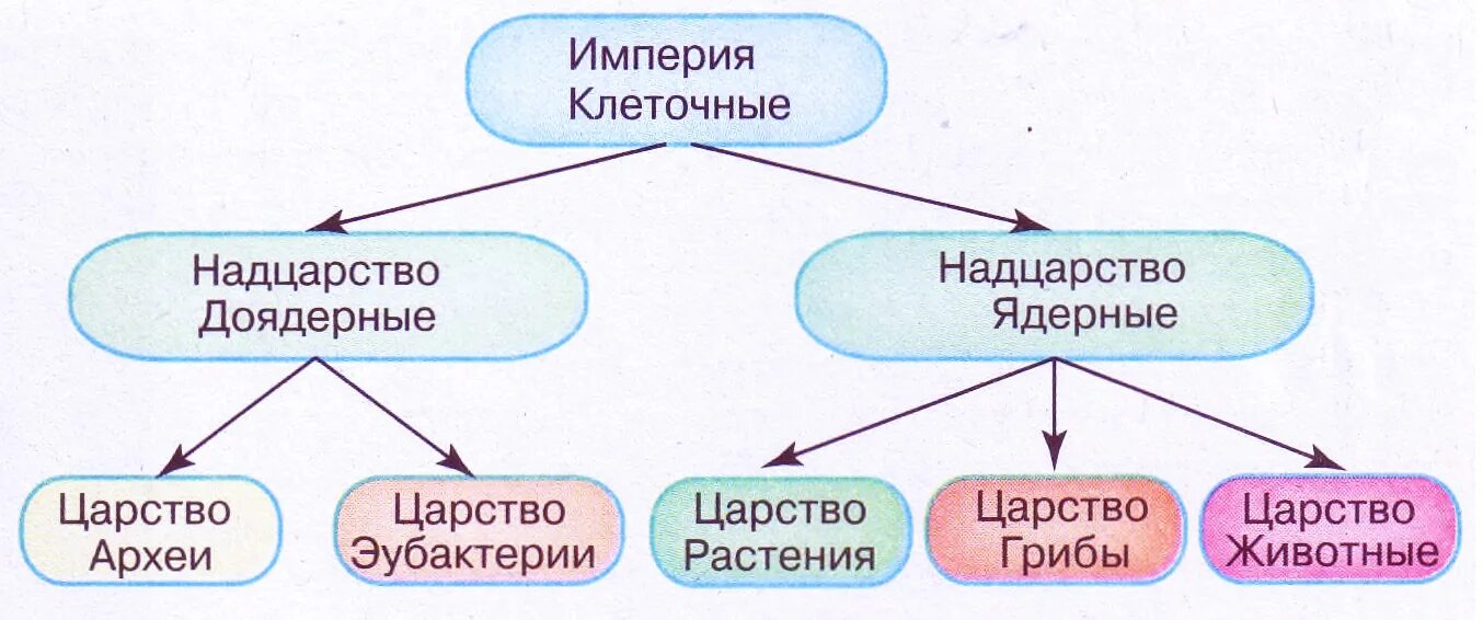 Многообразие оснований. Классификация живых организмов. Надцарство царство. Биология царства живой природы и надцарства. Классификация живых организмов Надцарство.