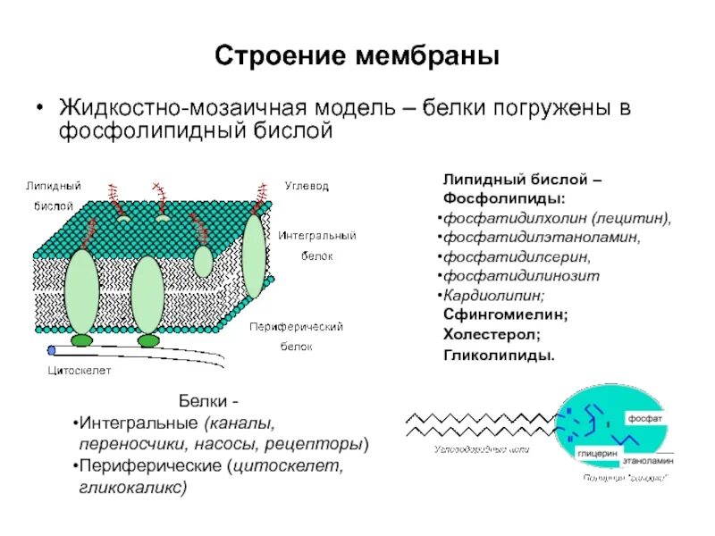 Возникновение мембранных структур. Образование коацерватов. Формирование мембран и возникновение пробионтов. Строение и состав мембран. Возникновение мембранных структур.