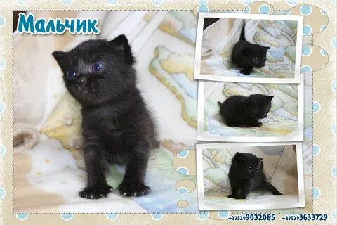 Маленький котенок мальчик