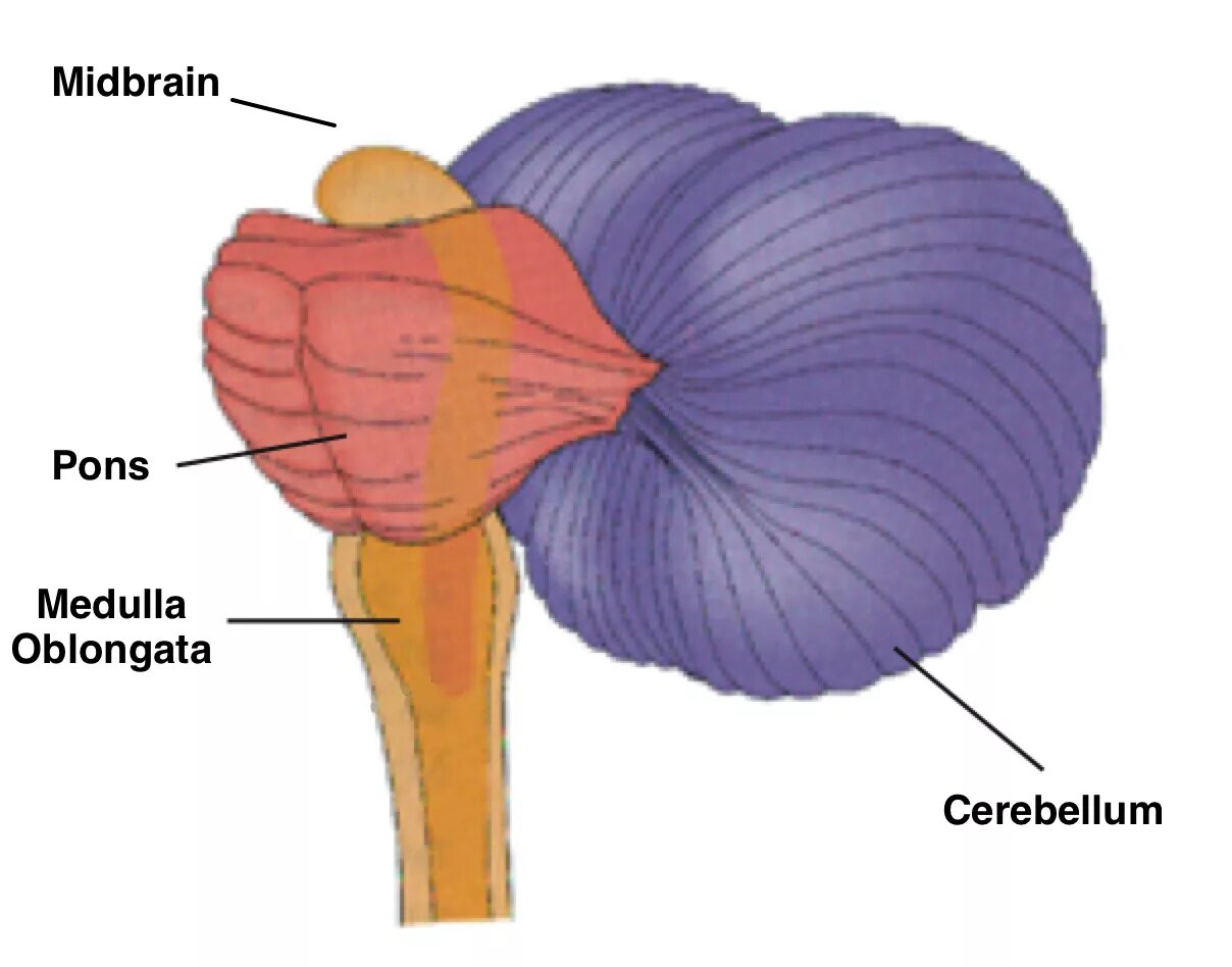 Поверхности заднего мозга. Мозжечок (cerebellum). Pons cerebellum. Мозжечок снаружи. Мозжечок рисунок.