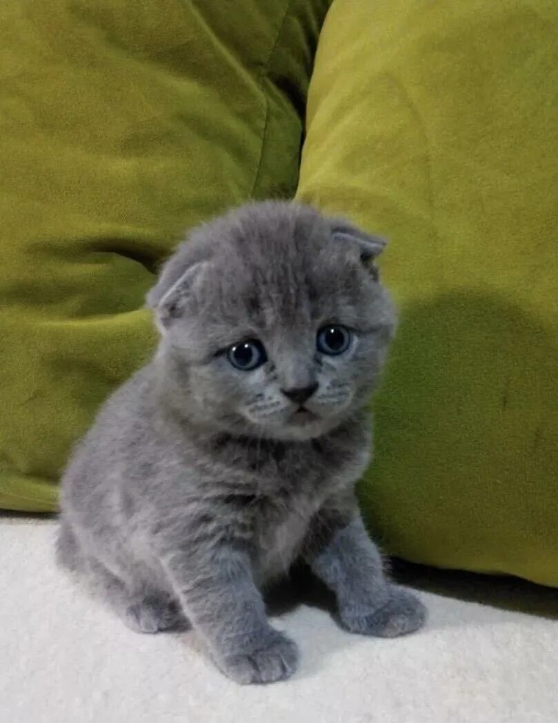 серенький котенок. шотландские вислоухие котята. кинкалоу вислоухий. сколько стоят серые котята. скоттиш фолд котята.