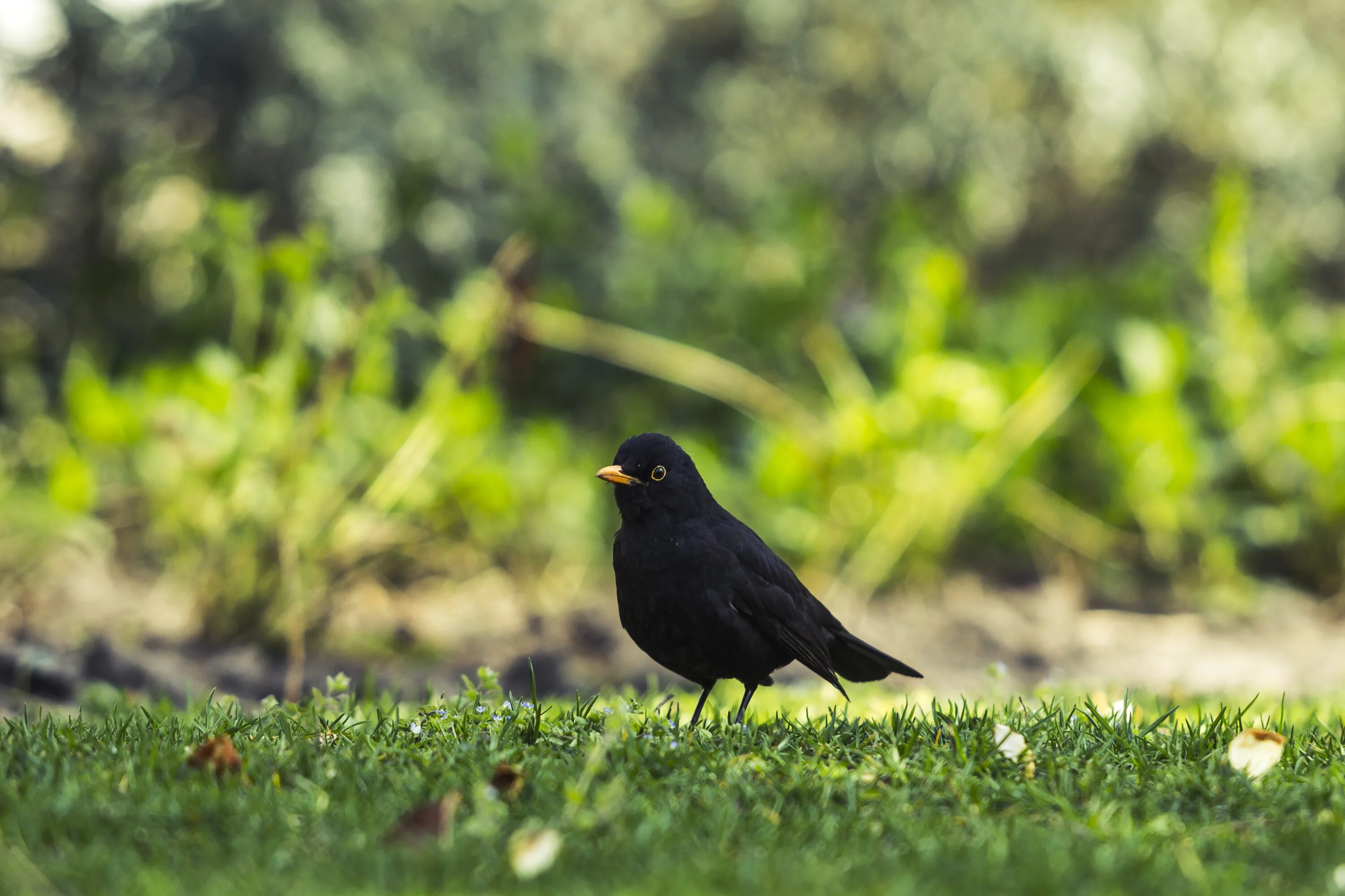 Черный Дрозд весной. Чёрная птица с жёлтым клювом. Маленькая чёрная птичка с жёлтым клювом. Весенние птицы черныюо зеленые.