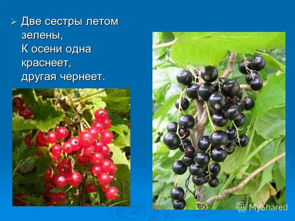 две сестры,одна летом зеленеет. две сестры летом зелены. две сестры летом зелены к осени одна краснеет. две сестры летом зелены. две сестрицы зелены, к осени одна краснеет.