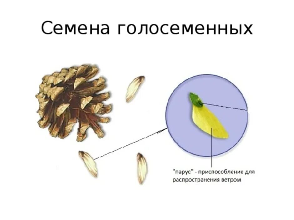 Семена хвойных расположены. Строение семени сосны обыкновенной рисунок. Строение семени голосеменных растений. Семя шишки сосны строение. Строение семени сосны обыкновенной.