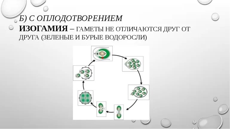 Гаметы схема. Изогамия схема. Слияние гамет схема. Изогамия у водорослей.