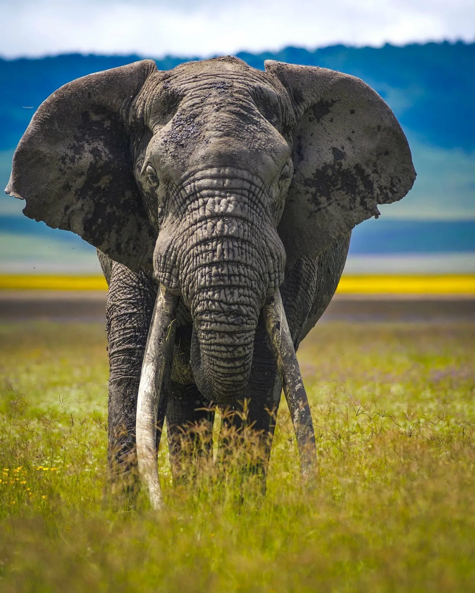 Африканский Элефант слон. Саванный слон. Африканский саванный слон. СЛОРН. Слон слоновый