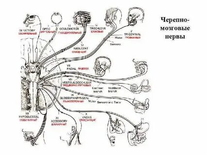 Черепные нервы иннервация
