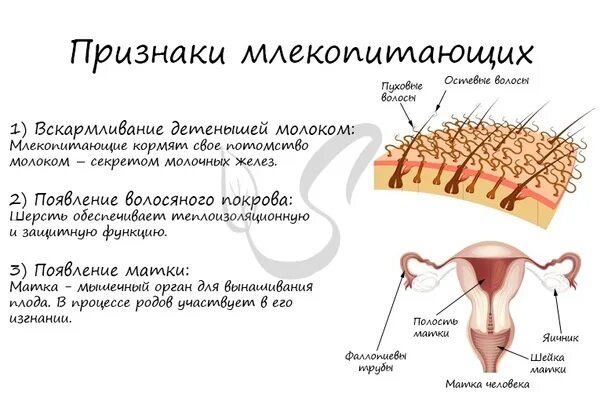 Половые признаки млекопитающих. Признаки млекопитающих ЕГЭ. Млекопитающие ЕГЭ биология. Признаки млекопитающих ЕГЭ биология. Класс млекопитающие ЕГЭ биология.