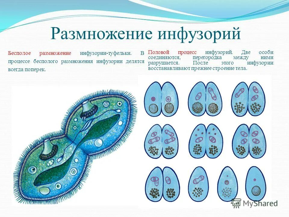 Тип инфузории размножение. Инфузоря туфелька формы раз. Тип деления клетки инфузории туфельки.