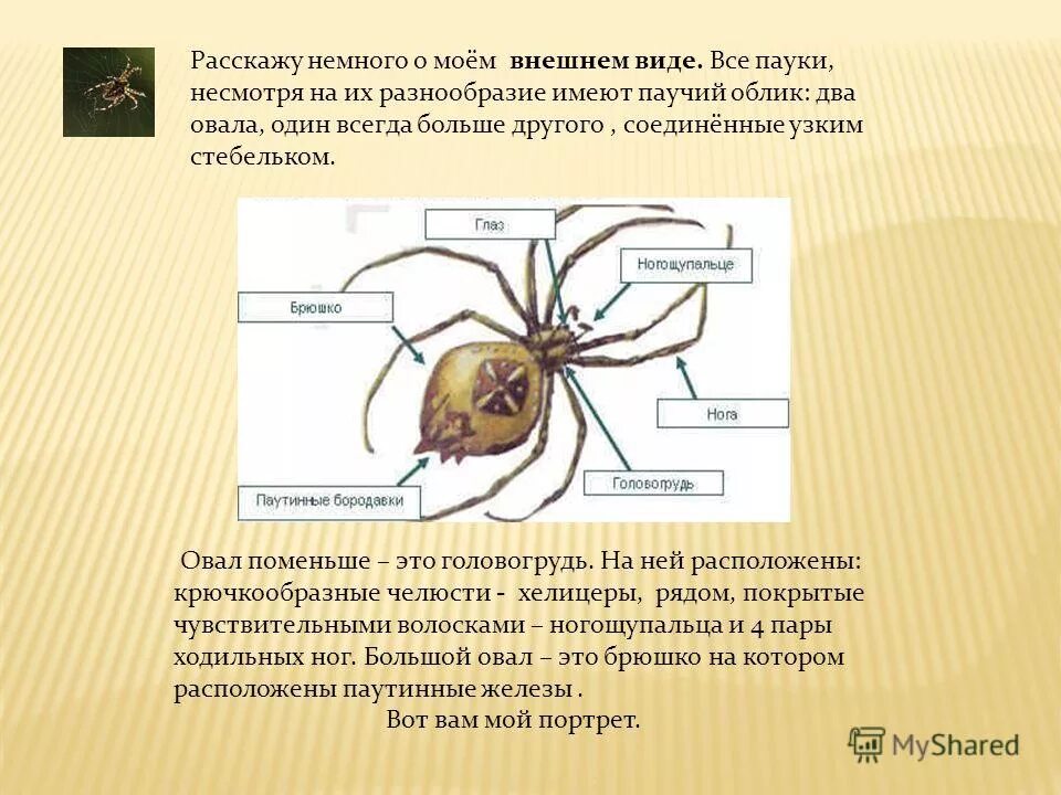 Головогрудь какие органы. Ногощупальца у паукообразных. головогрудь это в биологии. головогрудь мухи. головогрудь кратко.