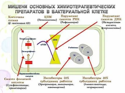 Антибиотики клеточная стенка