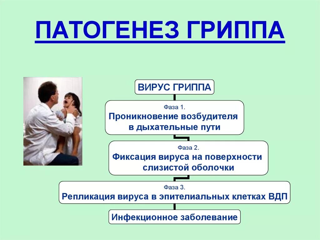 Грипп передача инфекции. Структурно-логическую схему гриппа. патогенез гриппа. механизм развития гриппа. грипп этиология.