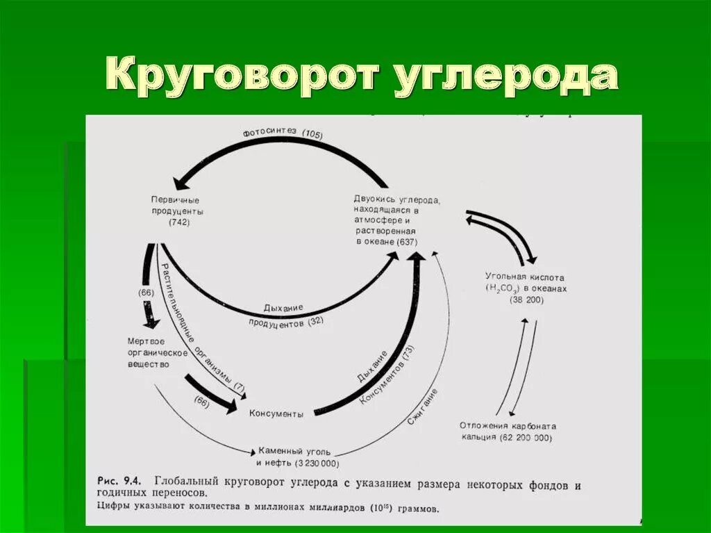 Этап круговорота углерода в биосфере. Схема основных этапов круговорота углерода. Геохимический цикл углерода схема. Круговорот углерода в биосфере. Круговорот веществ углерода схема.