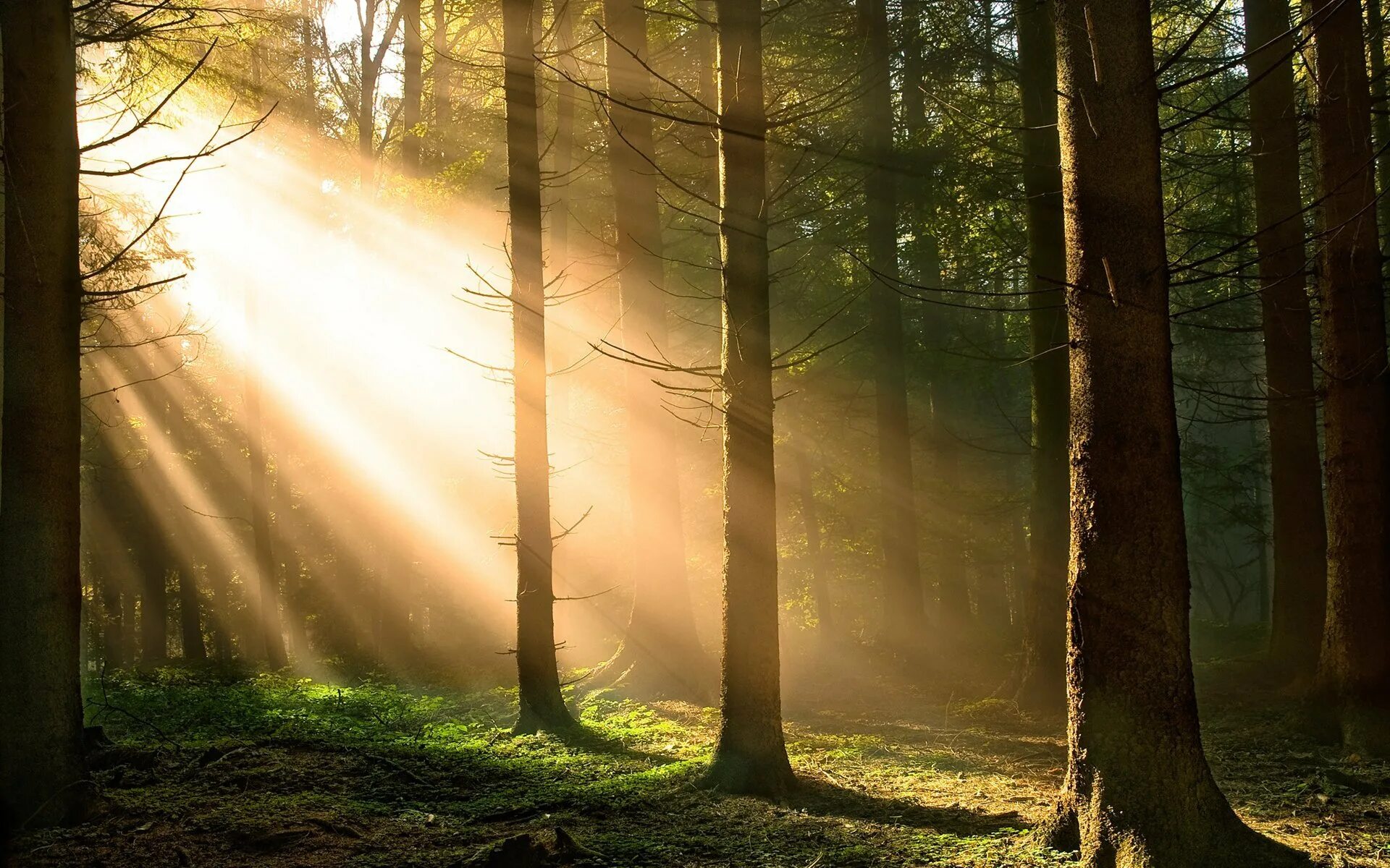 Первые лучи солнца пролетев. Лучи солнца. Лучи солнца в лесу. "Солнце в лесу". Природа солнце.