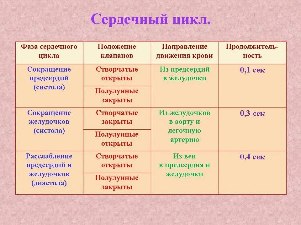 При учащении пульса длительность сердечного цикла. Таблица фазы сердечного цикла Длительность фазы. Биология фазы сердечного цикла таблица. Схема последовательности фаз сердечного цикла. Таблица сердечный цикл фазы сердечного цикла.