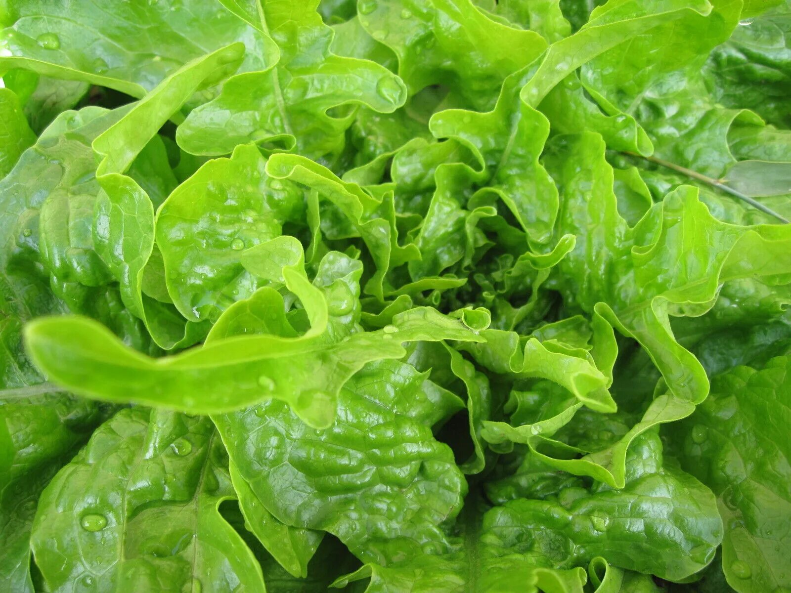 Код зелень. Базилик Neapolitano lettuce. Салат растение. Салатные листья. Салат листовой.