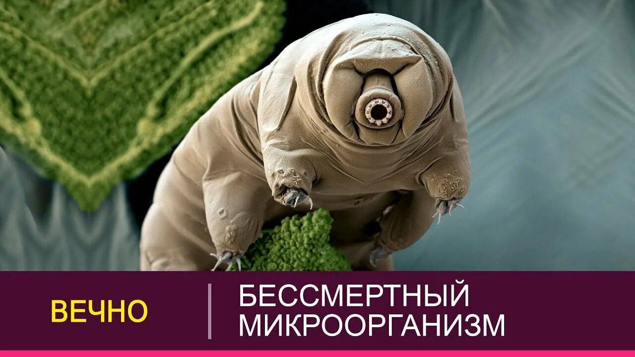 Какое существо бессмертно. Тихоходка. бессмертный микроорганизм. бессмертные микробы. бессмертное существо.