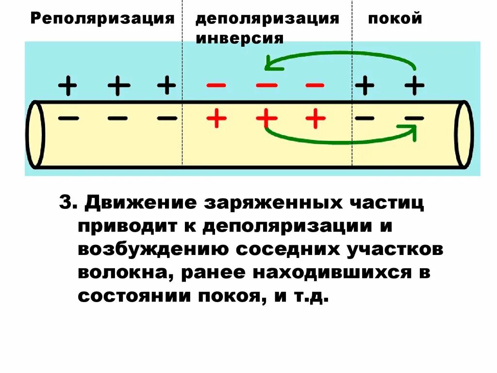 Деполяризация мембраны клетки. Деполяризация и реполяризация мембраны. ЭКГ деполяризация и реполяризация. Деполяризация и реполяризация сердца.