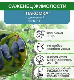 Сорта жимолости характеристики