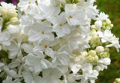 Сирень мадам лемуан