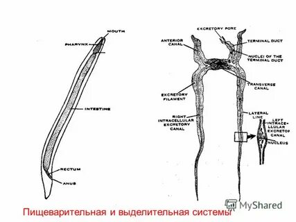 Плоские круглые черви особенности строения выделительной системы