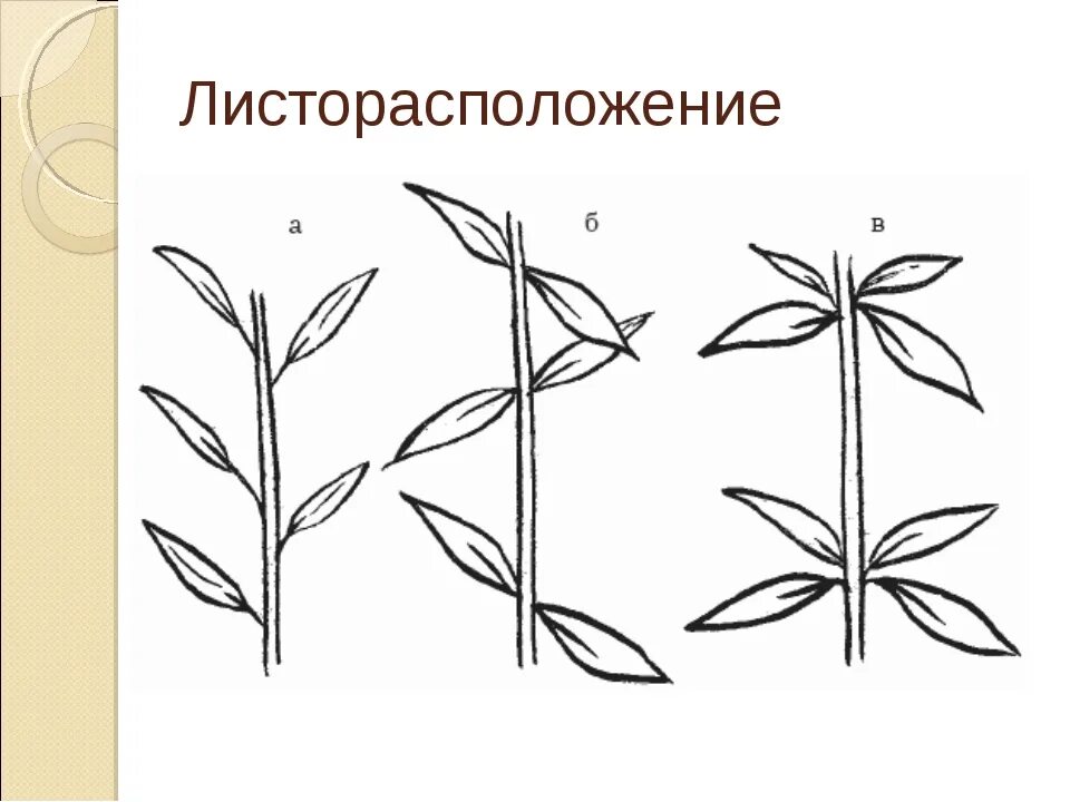 Сирень расположение листьев. Очередное супротивное мутовчатое листорасположение. Листорасположение побега. Типы листорасположения 6 класс биология. Листорасположение 6 класс биология.