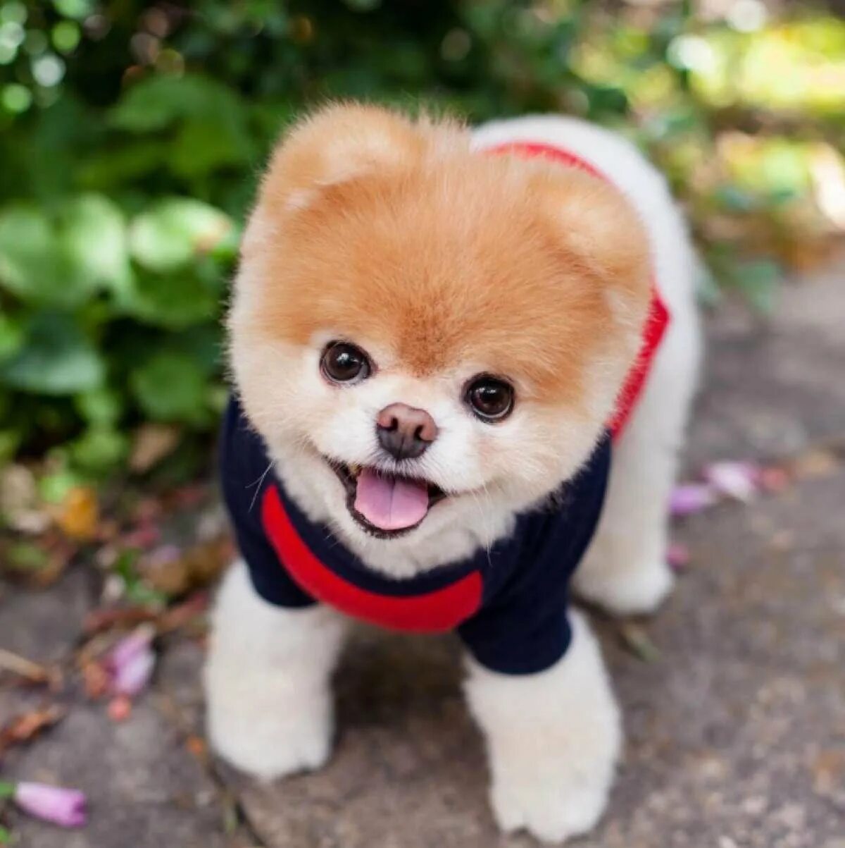 Sweet Charming Pomeranian Unique Poster Zazzle Cute dogs breeds, Cute puppies, B