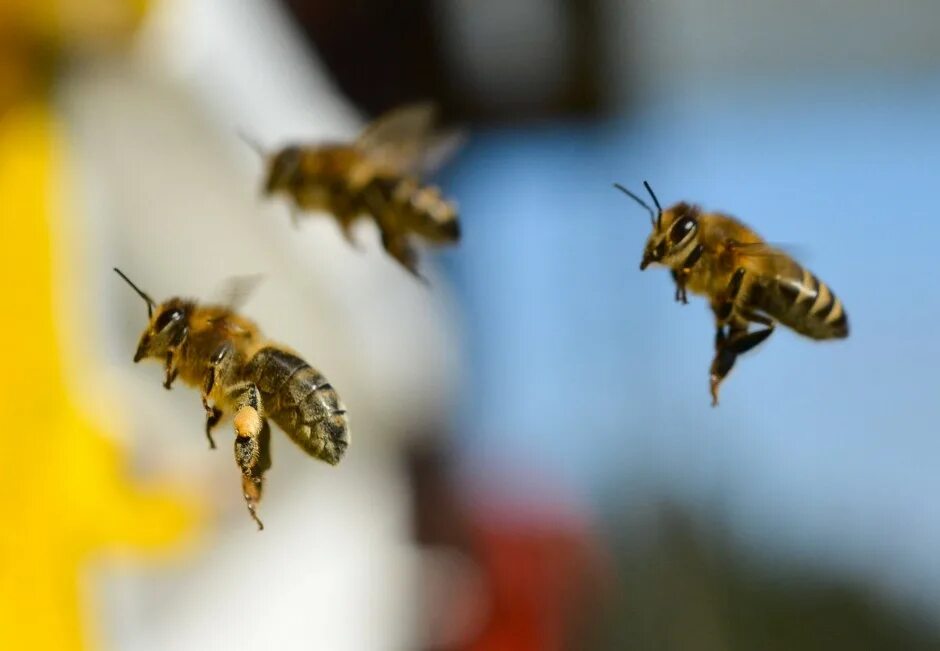 Bee swarm club