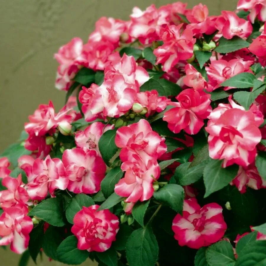 Бальзамины fiesta. Бальзамин fiesta burgundy rose. Fiesta purple бальзамин. Бальзамин sparkler rose. Бальзамины fiesta.