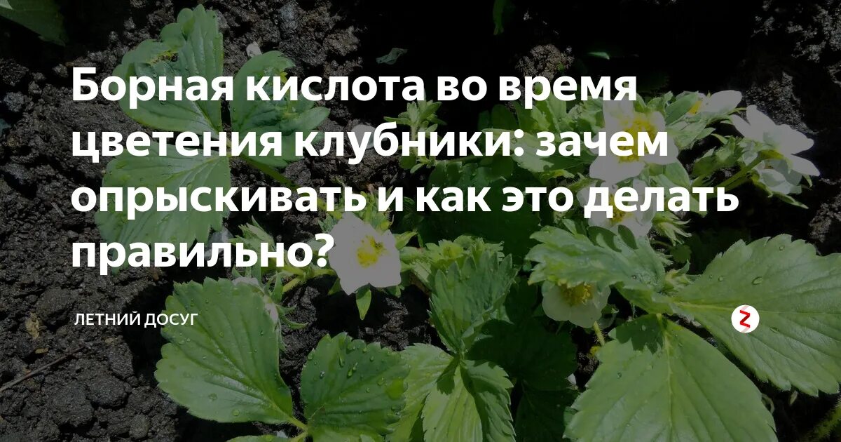 Обработка клубники йодом. Опрыскивание клубники борной кислотой. Внекорневая подкормка клубники. Борная кислота удобрение для клубники. Поливать борной кислотой ягоды клубнику.