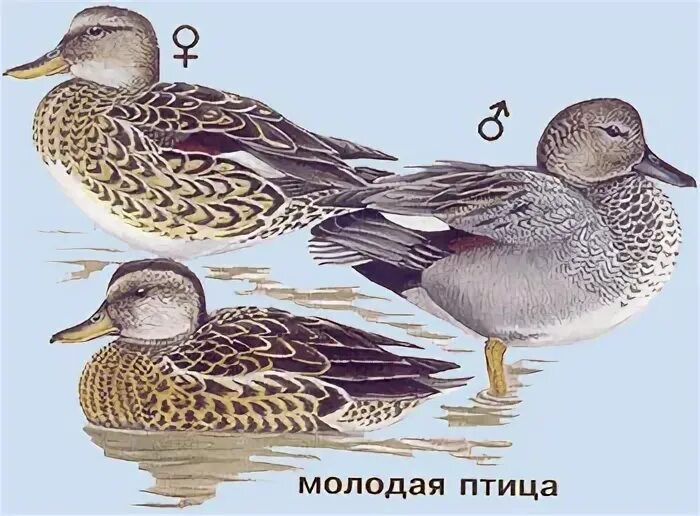 Утка карт