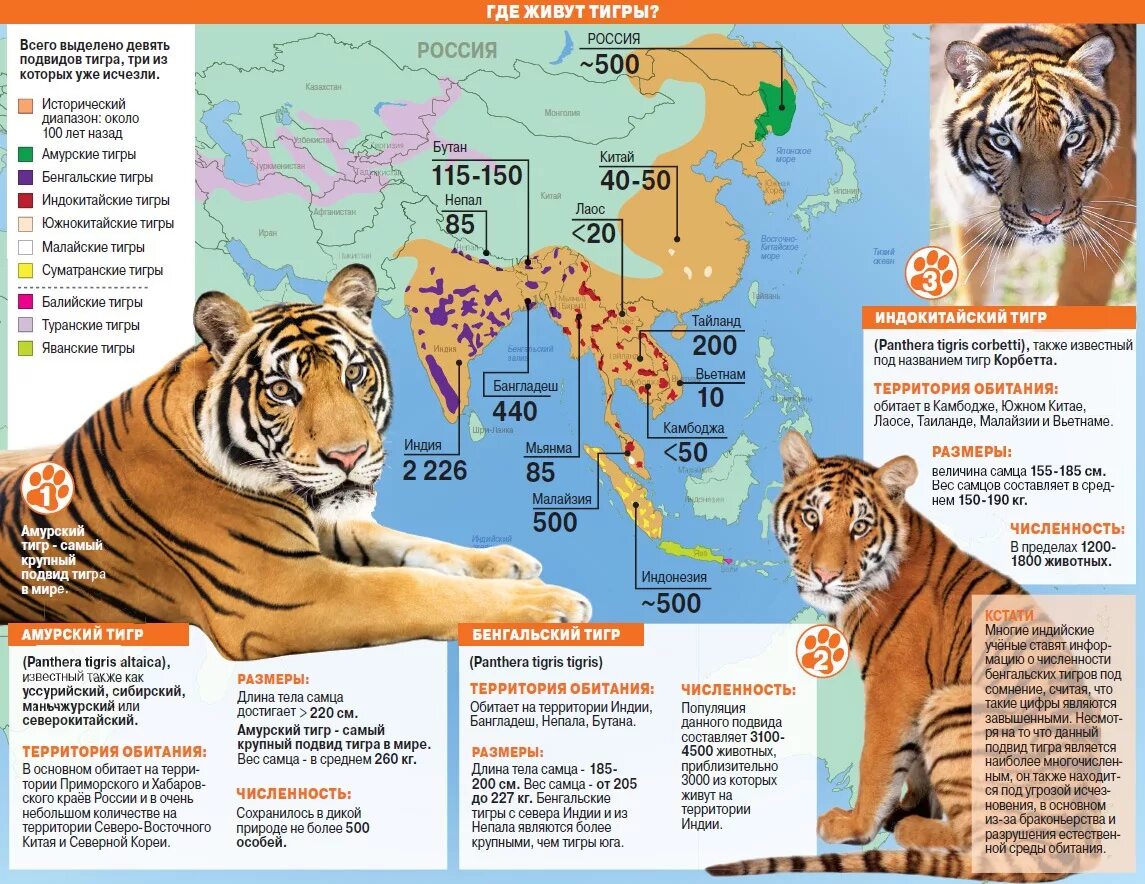 Амурский тигр ареал обитания. Амурский тигр ареал обитания в России. Ареал Амурского тигра. Ареал обитания бенгальского тигра на карте.
