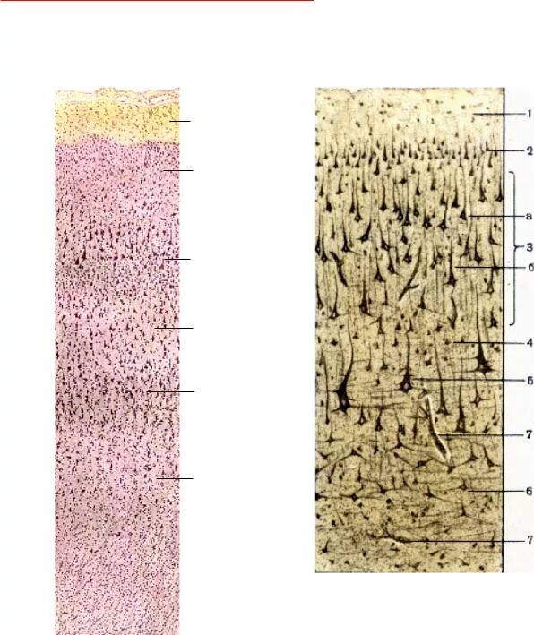 Слои клеток головного мозга. Слои коры головного мозга гистология.