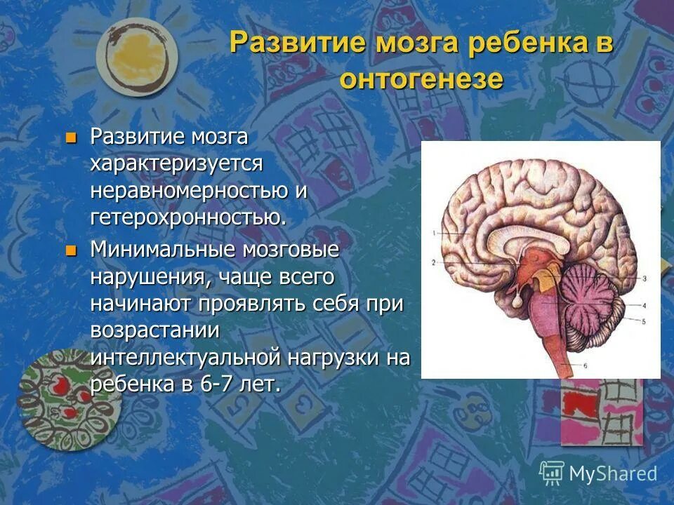 Развитие детского мозга. Мозг ребенка. Развиваем мозг. Формирование мозга у ребенка.