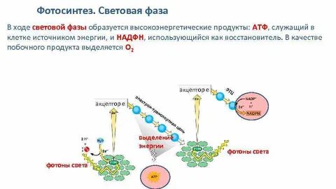 Расходуется атф фаза