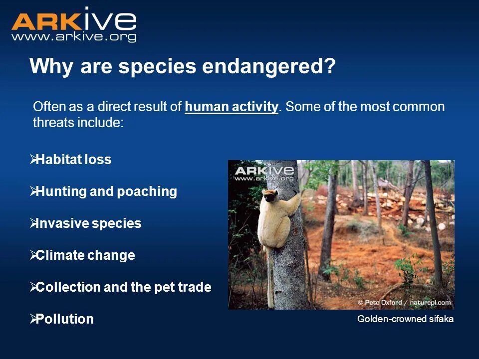 Release reduce adopt reusable endangered species. Endangered species Worksheets. Endangered species аудирование. What animals are endangered. Словосочетание в предложении endangered species.